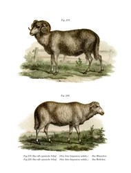 Mouton espagnol, 1860